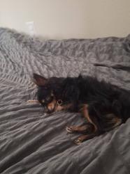 Lost Male Dog last seen Walnut Cove/Vistawood, Montgomery County, TX 77318