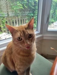 Lost Male Cat last seen Holton Heights, Oakville, ON L6H 2G1