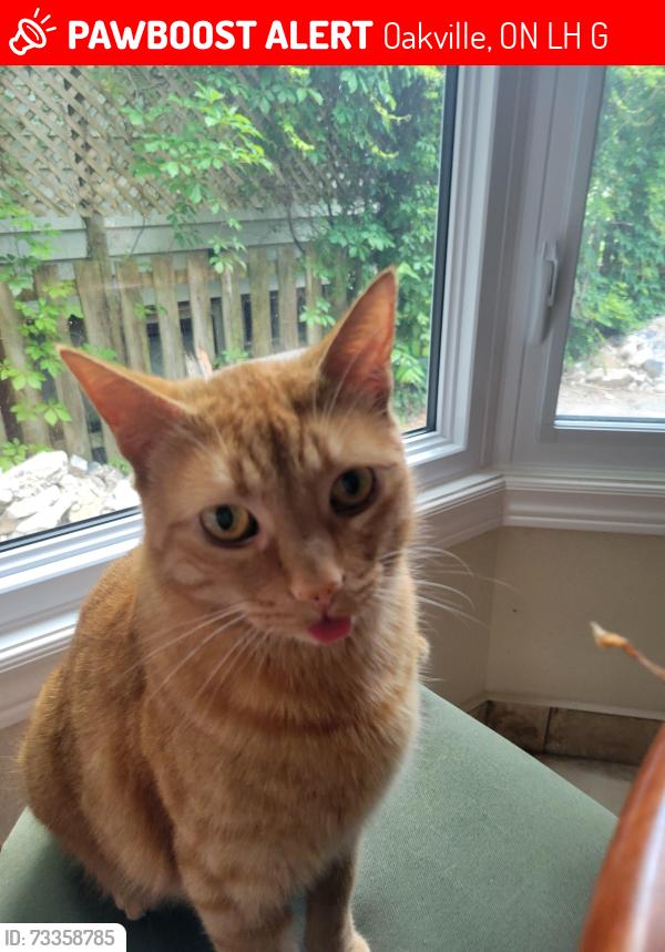 Lost Male Cat last seen Holton Heights, Oakville, ON L6H 2G1