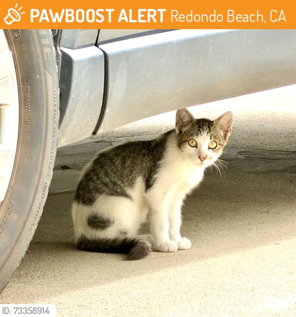 Found/Stray Unknown Cat last seen Camino del Campo, Redondo Beach, CA 90277