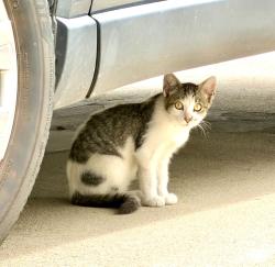Found/Stray Unknown Cat last seen Camino del Campo, Redondo Beach, CA 90277