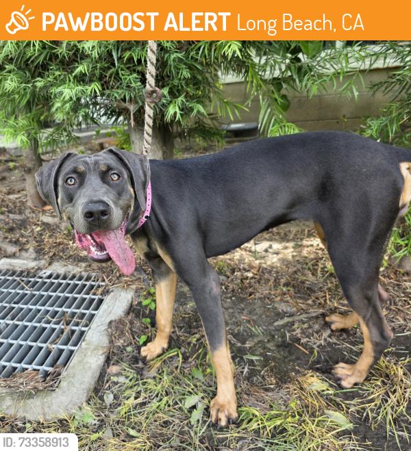 Found/Stray Female Dog last seen Near Pacific Ave, Long Beach, CA, 90813, USA, Long Beach, CA 90813