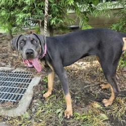 Found/Stray Female Dog last seen Near Pacific Ave, Long Beach, CA, 90813, USA, Long Beach, CA 90813