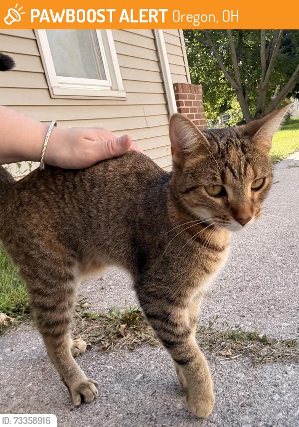 Found/Stray Female Cat last seen Bayshore and south shore blvd, Oregon, OH 43616
