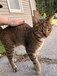 Found/Stray Female Cat last seen Bayshore and south shore blvd, Oregon, OH 43616