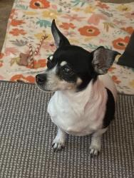 Lost Female Dog last seen Heather drive, Lettia Road, San Pablo, CA 94806