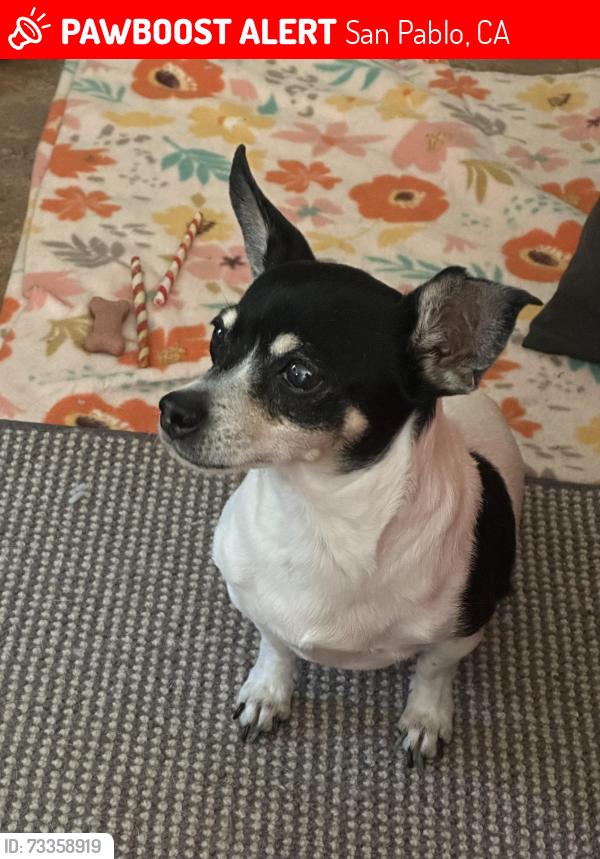 Lost Female Dog last seen Heather drive, Lettia Road, San Pablo, CA 94806