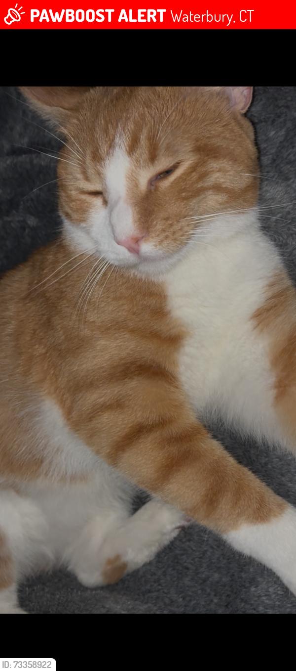 Lost Male Cat last seen Fraimount ct, Waterbury, CT 06706