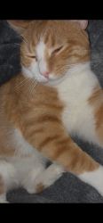 Lost Male Cat last seen Fraimount ct, Waterbury, CT 06706