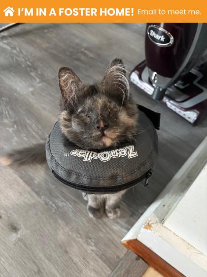 Shelter Stray Female Cat last seen Near Belair Rd, 21206, MD, 2490 Giles Rd, Baltimore, MD 21225, USA