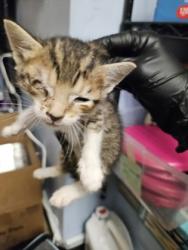 Shelter Stray Female Cat last seen Near Houston Rd, Macon, GA 31216, Other - Out of County, GA, 3280 Chamblee Dunwoody Rd, Chamblee, GA 30341, USA