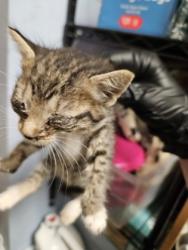Shelter Stray Female Cat last seen Near Houston Rd, Macon, GA 31216, Other - Out of County, GA, 3280 Chamblee Dunwoody Rd, Chamblee, GA 30341, USA
