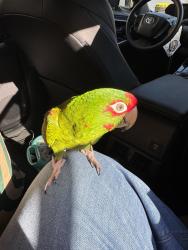 Lost Unknown Bird last seen Calle Diamonte, Calle Turquesa, Calle Zafiro, Avenida de la Plata, Thousand Oaks, CA 91320