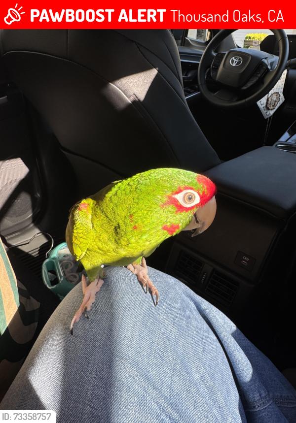 Lost Unknown Bird last seen Calle Diamonte, Calle Turquesa, Calle Zafiro, Avenida de la Plata, Thousand Oaks, CA 91320