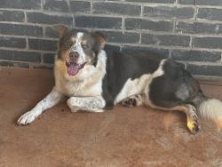 Found/Stray Male Dog last seen Hefner and Kelley, Oklahoma City, OK 73131