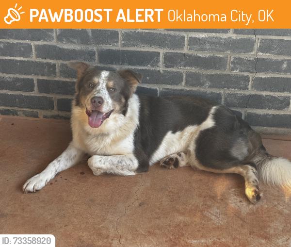 Found/Stray Male Dog last seen Hefner and Kelley, Oklahoma City, OK 73131