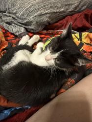 Lost Female Cat last seen George Ave,, Forest Hill, TX 76119