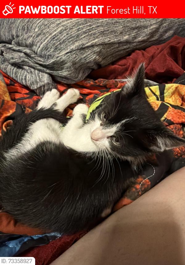 Lost Female Cat last seen George Ave,, Forest Hill, TX 76119