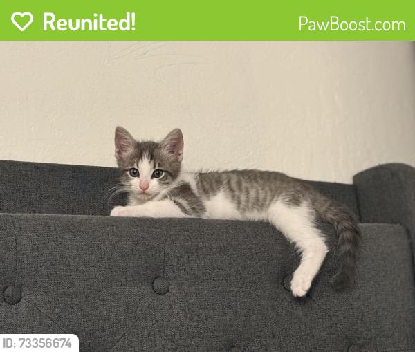 Reunited Female Cat last seen Rex Rd, Hayward, CA 94541, USA, Hayward, CA 94541