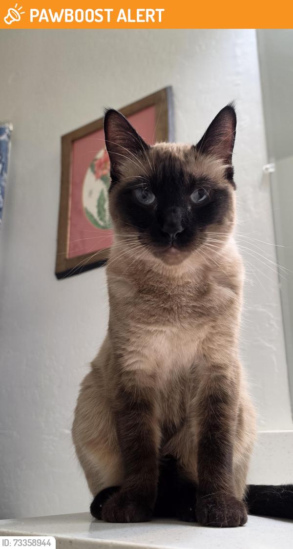 Found/Stray Female Cat last seen University and Crismon, Superstition Views, AZ 85207