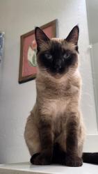 Found/Stray Female Cat last seen University and Crismon, Superstition Views, AZ 85207
