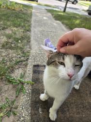 Found/Stray Unknown Cat last seen Near by the Bingo Hall, Maryland City, MD 20724