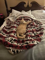 Lost Female Cat last seen 14th and Ave K, Galveston, TX 77550