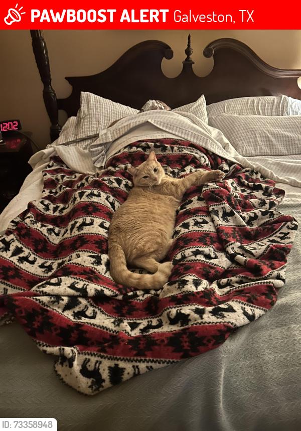 Lost Female Cat last seen 14th and Ave K, Galveston, TX 77550