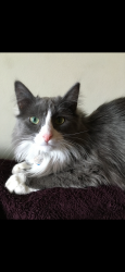 Lost Male Cat last seen Sunmills Drive near Sundance Elementary School, Calgary, AB 