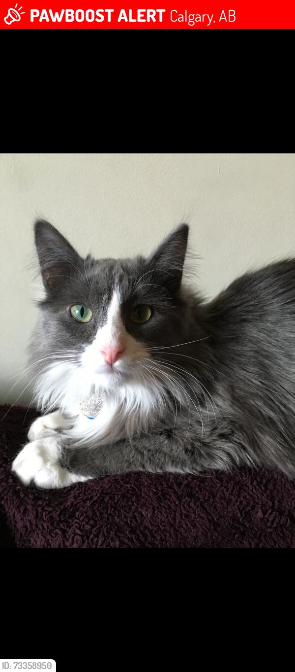 Lost Male Cat last seen Sunmills Drive near Sundance Elementary School, Calgary, AB 