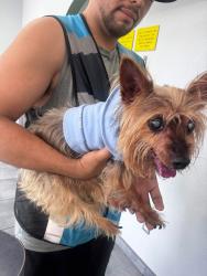 Found/Stray Male Dog last seen CHP & Eucalyptus CHINO HILLS CA, Chino Hills, CA 91709
