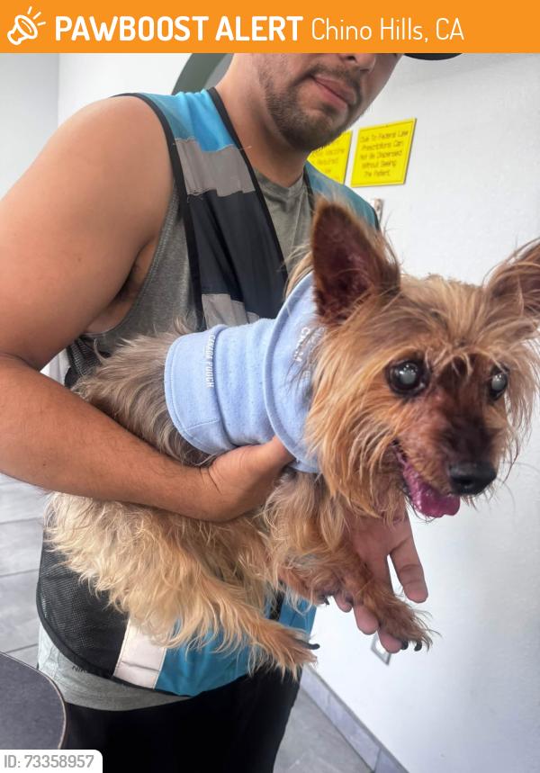 Found/Stray Male Dog last seen CHP & Eucalyptus CHINO HILLS CA, Chino Hills, CA 91709