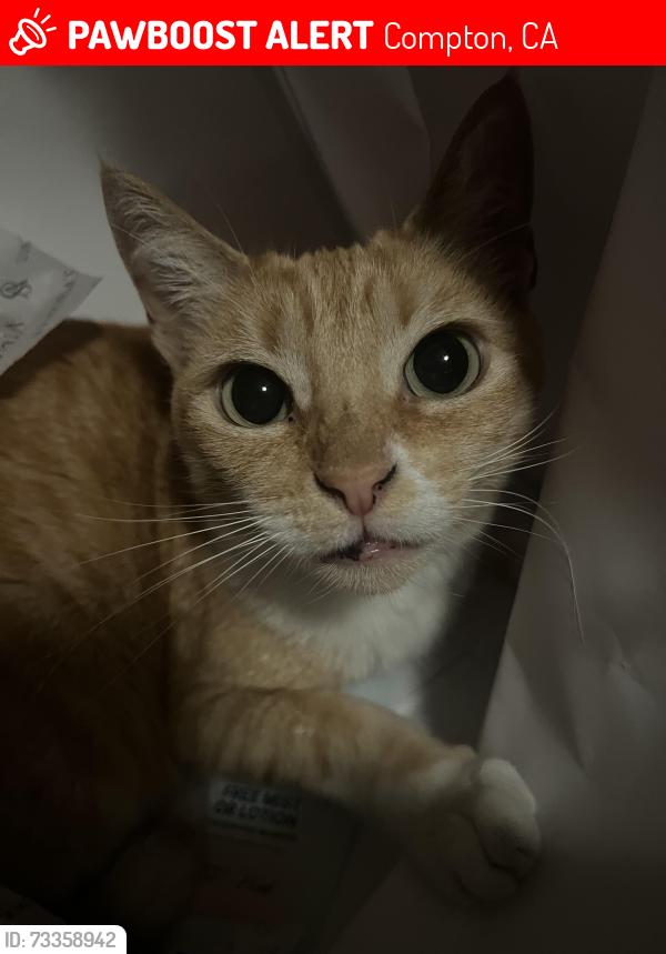 Lost Female Cat last seen 139th Street & Wilmington/Rosecrans, Compton, CA 90222