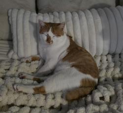 Lost Male Cat last seen Arizona grand hotel, Phoenix, AZ 85042
