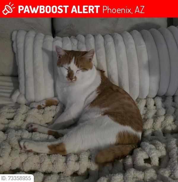 Lost Male Cat last seen Arizona grand hotel, Phoenix, AZ 85042