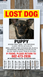 Lost Male Dog last seen 35th Ave cactus rd, Phoenix, AZ 85029