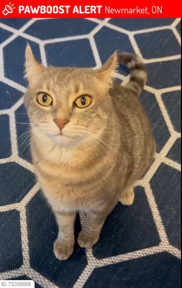 Lost Male Cat last seen Newmarket, Newmarket, ON 