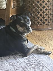 Lost Male Dog last seen County Road 19, Rogers, MN 55374