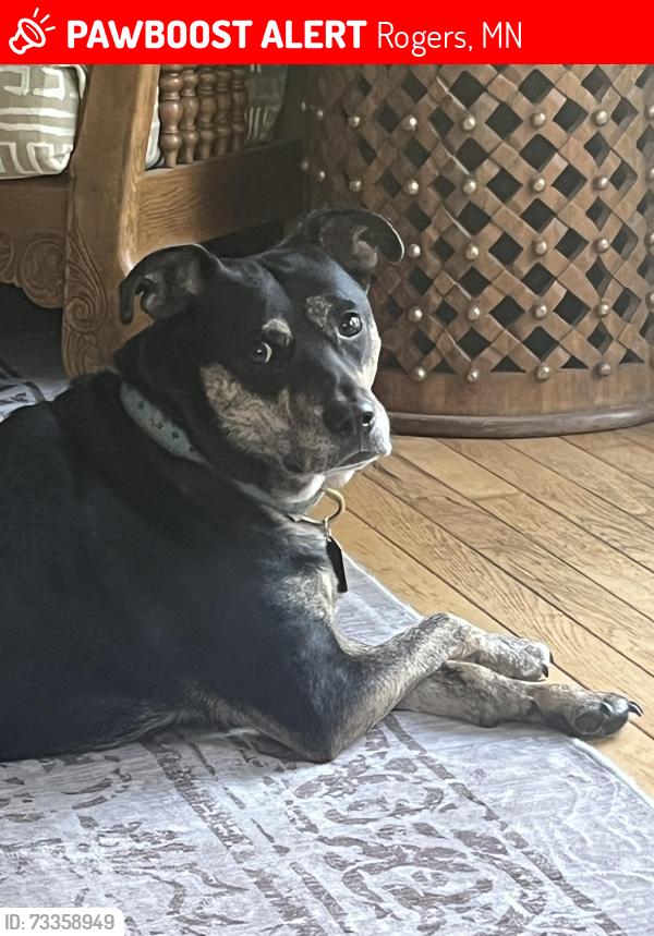 Lost Male Dog last seen County Road 19, Rogers, MN 55374