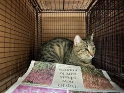 Shelter Stray Male Cat last seen Near W Oltorf Street, AUSTIN, TX, 78704, 7201 Levander Loop bldg a, Austin, TX 78702, USA