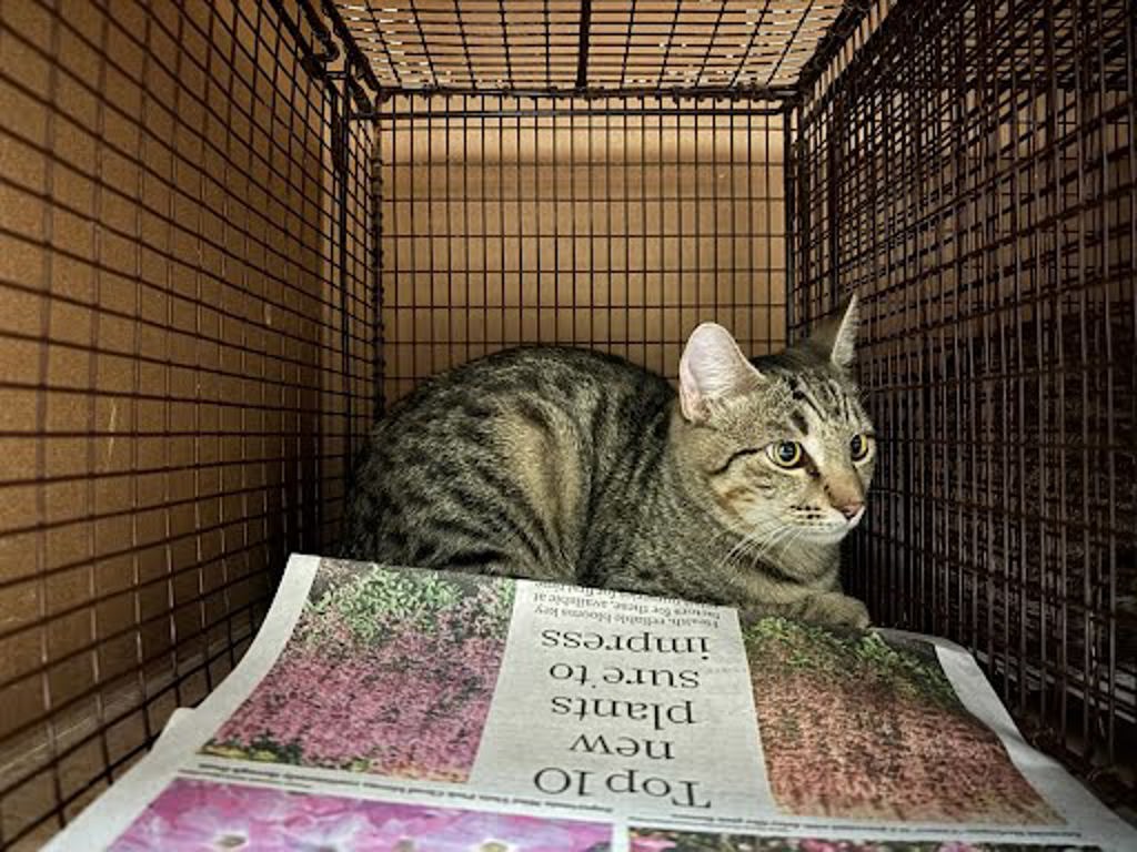 Shelter Stray Male Cat last seen Near W Oltorf Street, AUSTIN, TX, 78704, 7201 Levander Loop bldg a, Austin, TX 78702, USA