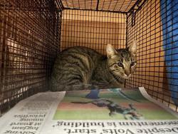 Shelter Stray Male Cat last seen Near W Oltorf Street, AUSTIN, TX, 78704, 7201 Levander Loop bldg a, Austin, TX 78702, USA