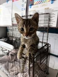 Shelter Stray Male Cat last seen Near E 300 S, SALT LAKE CITY, UT, 84102, 511 W 3900 S, Salt Lake City, UT 84123, USA