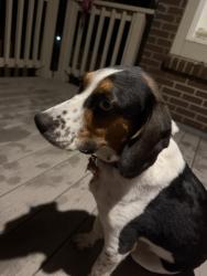 Found/Stray Male Dog last seen 140th and Colorado, Thornton, CO 80241