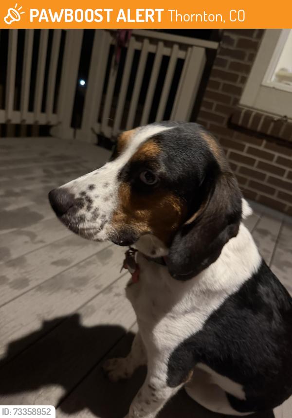 Found/Stray Male Dog last seen 140th and Colorado, Thornton, CO 80241