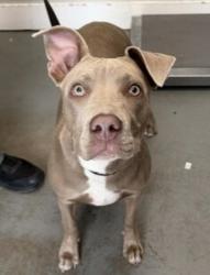 Shelter Stray Female Dog last seen Near E Spring Lane, Holladay, UT, 84117, 511 W 3900 S, Salt Lake City, UT 84123, USA