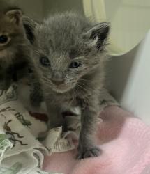 Shelter Stray Female Cat last seen ., San Diego, CA, 92154, 5500 Gaines St, San Diego, CA 92110, USA