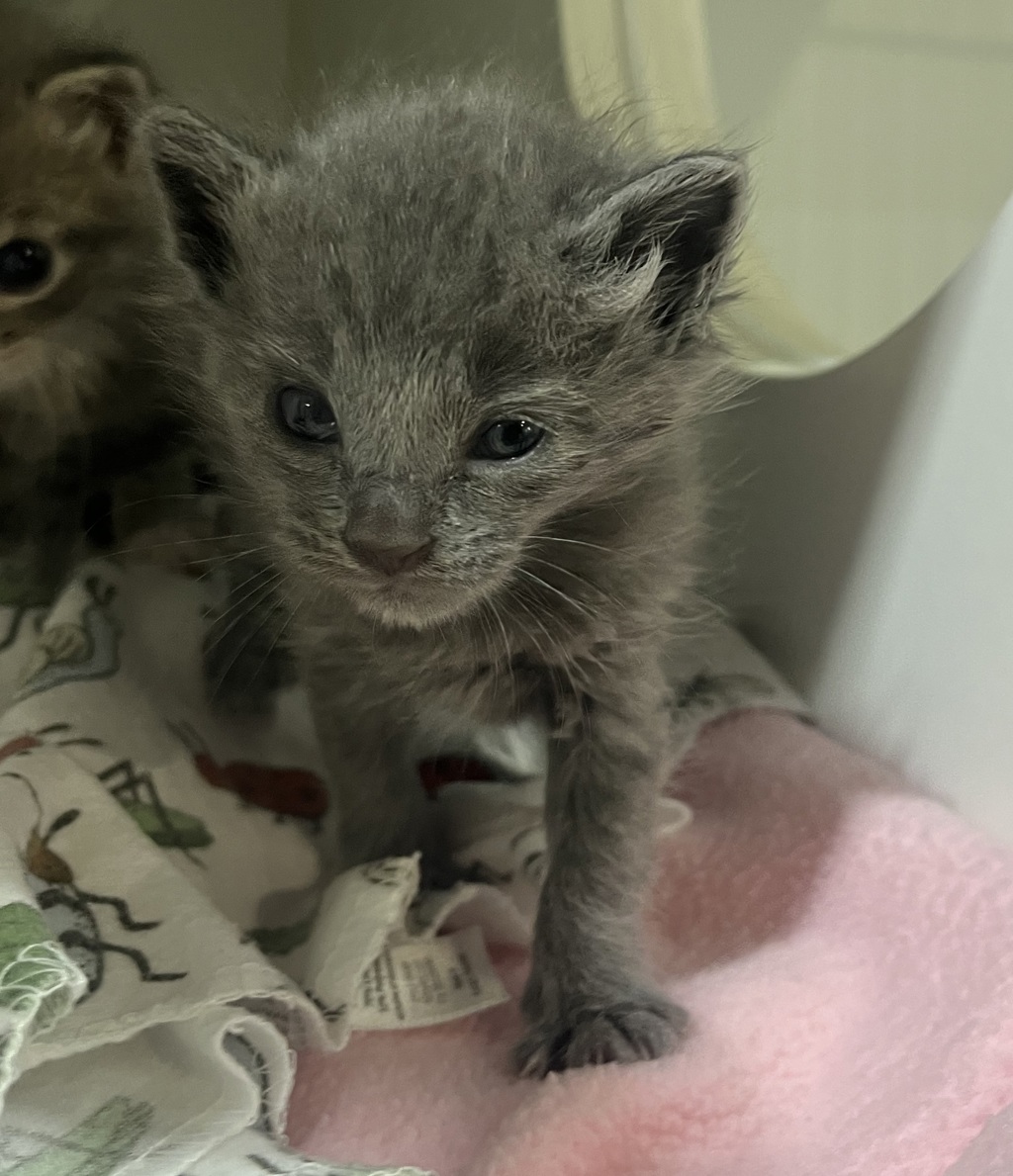Shelter Stray Female Cat last seen ., San Diego, CA, 92154, 5500 Gaines St, San Diego, CA 92110, USA
