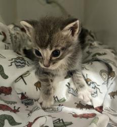 Shelter Stray Male Cat last seen ., San Diego, CA, 92154, 5500 Gaines St, San Diego, CA 92110, USA
