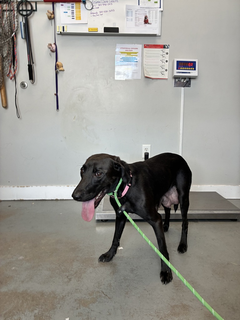 Shelter Stray Female Dog last seen Apt 1,640 S 400 E, SALT LAKE CITY, UT, 84111, 511 W 3900 S, Salt Lake City, UT 84123, USA